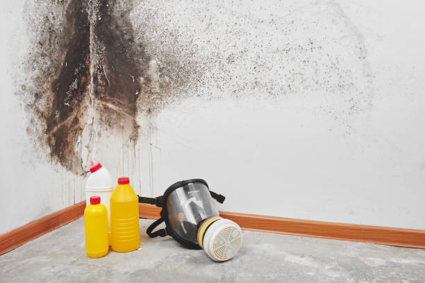 Best Emergency Mold Remediation in Oradell, NJ