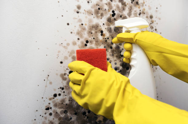 Trusted Oradell, NJ Mold Remediation Experts