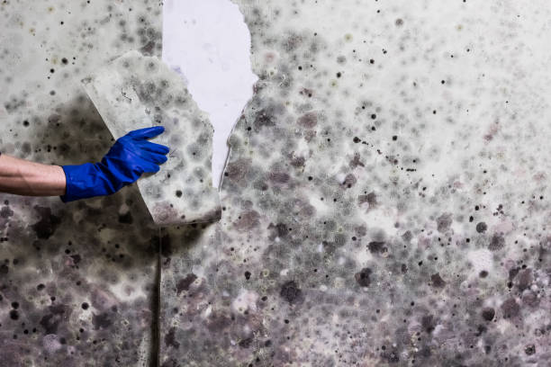 Best Mold Remediation for Specific Building Types in Oradell, NJ